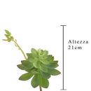Set 6 Echeveria Cactus Artificiale Altezza 21 cm Verde