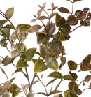 Set 6 Rami Artificiali Ruscus Orientale H 68 cm 