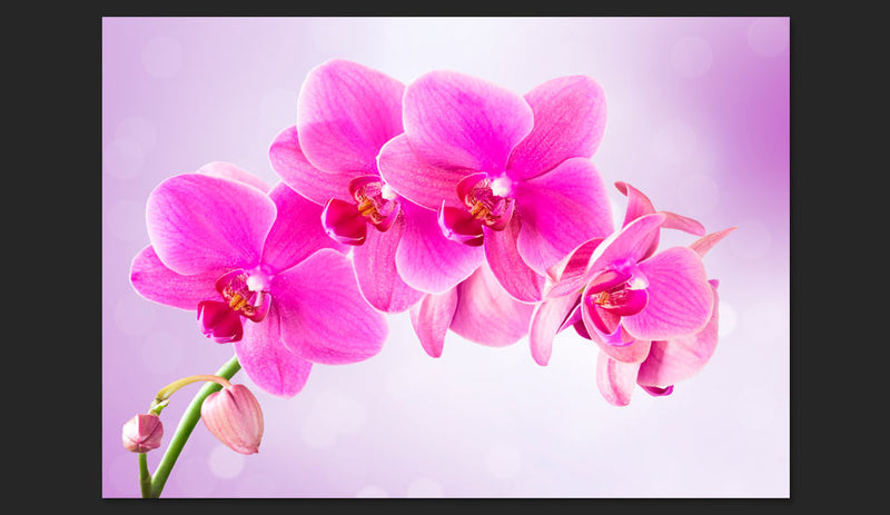 Fotomurale - Pensosità Carta Da Parato Erroi