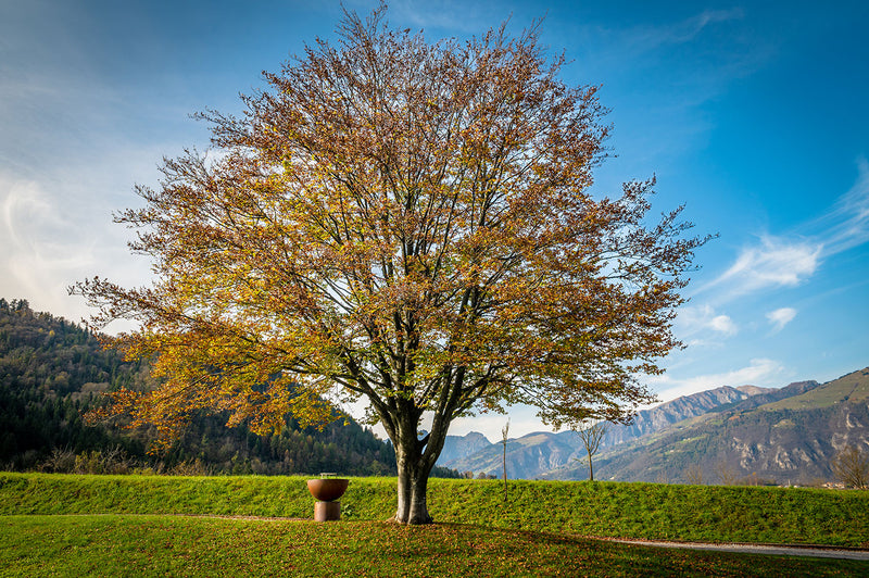 Barbecue a Legna Ø60x71 cm Primula in Acciaio Nero Alta Temperatura