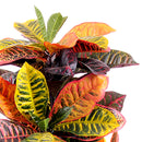 Croton Artificiale con Vaso, Composto da 136 Foglie Altezza 100 cm Verde