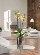 Vaso da Interno e Esterno Ø13,5x16 cm in Plastica Orchidea 14 Trasparente