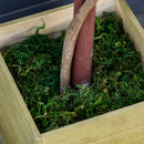 Alberello Bosso Artificiale H87 cm con Vaso Verde