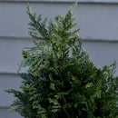 Pianta Artificiale Albero Pino H150 cm con Vaso Verde