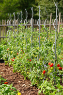 Set 10 Sostegni Tutori a Spirale per Piante Pomodori 180 cm in Acciaio Agrati