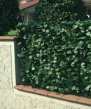 Arella Siepe Sintetica Artificiale in PVC Ombreggiante Ranieri Foglie di Lauro Varie Misure