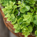 Set 2 Piante Artificiali Clematide Ø30x32 cm con Gancio e Vasi Fiori Bianco e Rosa