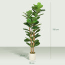 Pianta di Fico Artificiale Verde 50x50x150 cm in PEVA e Legno con Vaso Contenitore in PP e Cemento      