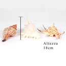 Conchiglie 3 Pz Miste Larghezza 17 cm