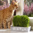 Kit Semi di Erba Gatta con Cassettina in Legno 23x14x6 cm e Terriccio Rama