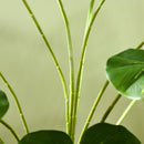 Pianta Artificiale Monstera da Interno e Esterno H180 cm con Vaso Verde