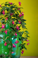 Set 2 Pianta Artificiale di Fuxia Pendente Altezza 80 cm Rosa