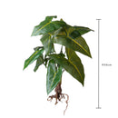 Set 2 Foglie Artificiali Alocasia Foglie 50 cm