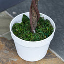 Alberello Camelia Artificiale con 21 Fiori H90 cm con Vaso Bianco e Verde