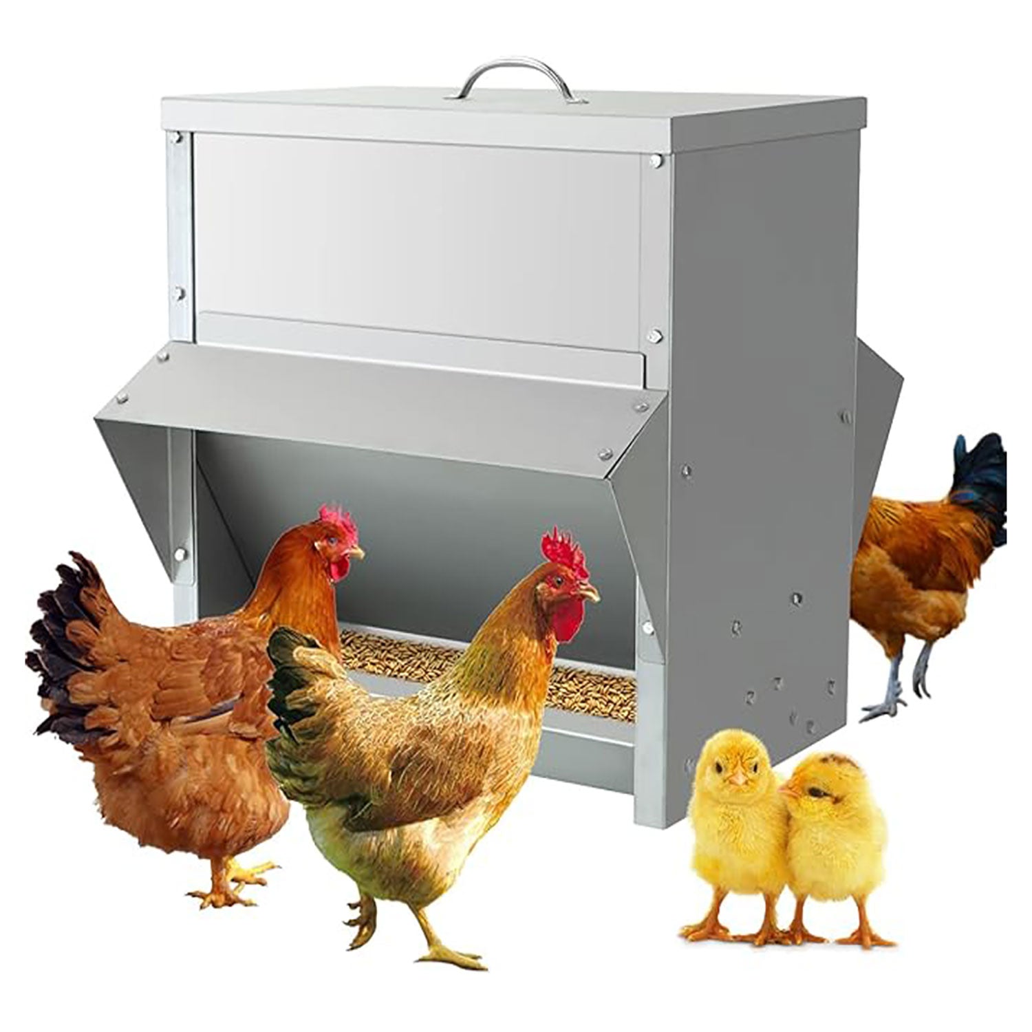 Mangiatoia per Galline...