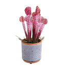 Set 3 Pianta Artificiale di Sarracenia in Vaso Altezza 26 cm Grigio