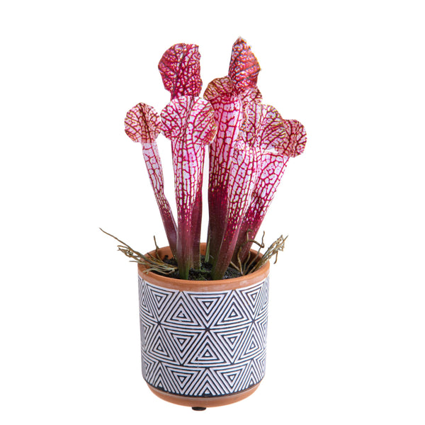 acquista Lot de 3 plantes Sarracenia artificielles en pot hauteur 26 cm gris