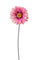 Lot de 12 fleurs de gerbera artificielles H 53 cm