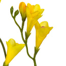 Set 8 Rami Artificiali Fresia Composta da 2 Fiori H 58 cm