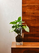 Vaso da Interno e Esterno Ø13,5x16 cm in Plastica Orchidea 14 Trasparente