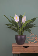 Pianta Artificiale Spathipilium con Vaso H 65 cm
