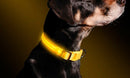 Collare regolabile luminoso a led Taglia S per cani e gatti Giallo