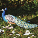 Pavone Grande Decorativo in Resina 82x47 cm per Laghetti e Giardini