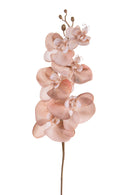 Set 6 Fiori Phalenopsis Br/Gold H81 cm Cipria