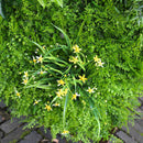 Parete Verde Verticale Artificiale 100x100 cm