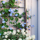 Fioriera Rettangolare con Traliccio per Piante Rampicanti 90x40x120 cm in Acciaio Zincato Nero  