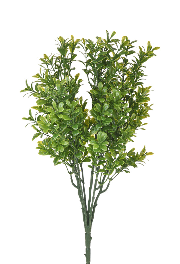Set 8 Cespugli Bosso Buxus Ø 38 cm online