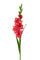 Set 8 Glaïeuls Artificiels Mini Hauteur 74 cm Rouge