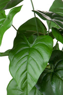 Set 2 Piante Artificiali Caladium con 12 Foglie 50 cm