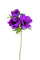 Set 8 Fleurs Artificielles d'Anémone Composé de 3 Fleurs Hauteur 46 cm Violet