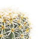 Set 2 Piante Artificiali Cactus con Vasi Ø 14 cm