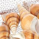 Set 6 Conchiglie Red Eluthani Peso 500 gr