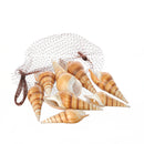 Set 6 Conchiglie Red Eluthani Peso 500 gr