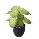 Set 3 Piante Artificiali Syngonium Podophyllum in Vasi 26 cm