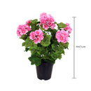 Geranio Artificiale con Vaso Altezza 47 cm Rosa