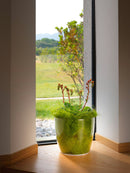 Vaso da Interno e Esterno Ø15x14 cm in Plastica Madeira 16 Trasparente