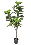 Ficus Lyrata Artificiale con Vaso Altezza 175 cm Verde
