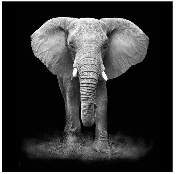 Panneau Radiant Electrique Panneau Thermique 60x60cm 450W Vannini Elefante prezzo