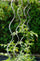 Lot de 10 supports en spirale pour plants de tomates 200 cm en acier Agrati