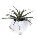 Set 2 Vasi Pesci 23x14 H 12,5 cm 