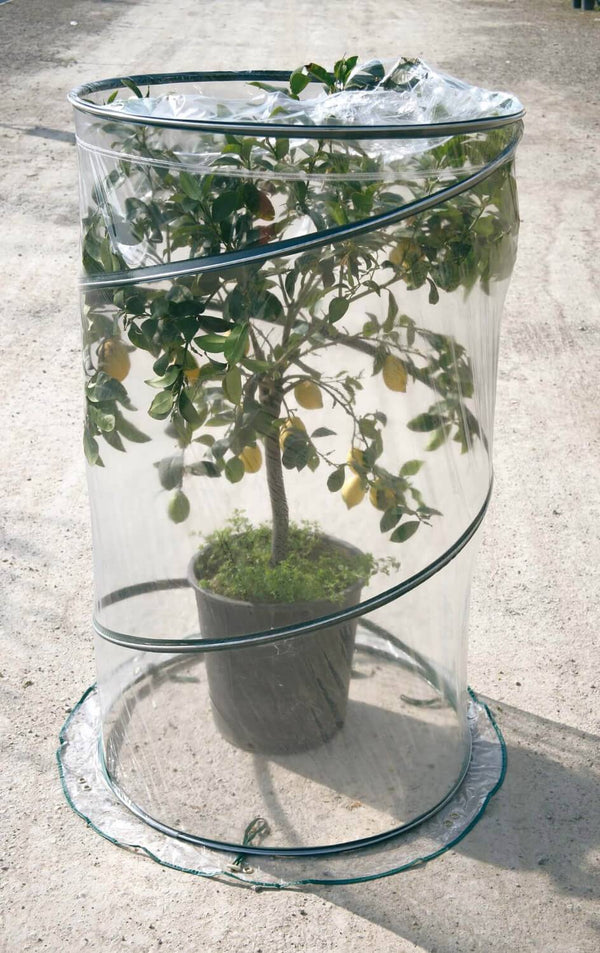 prezzo Serre de Jardin avec Système Pop-Up Ø90cm Rama Citrus Verde
