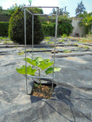 Mobile TV 1 Porta 1 Nicchia 140x43x56cm TFT  Basic Bianco Lucido Quercia Wengè