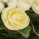 Set 3 Bouquet Artificiale di Begonia Altezza 28 cm 