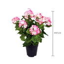 Geranio Artificiale con Vaso Altezza 47 cm Rosa