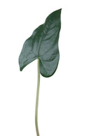 Set 12 Foglia Artificiali Anthurium 55 cm 
