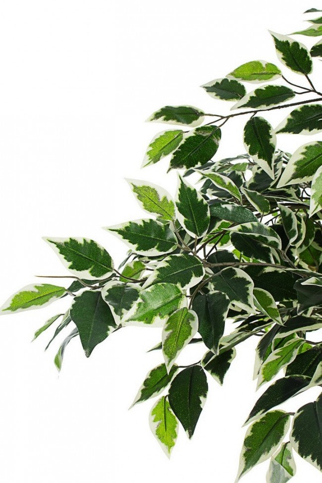 Set 2 Piante Artificiali di Ficus 120 h in Plastica con Vasi Verde-3